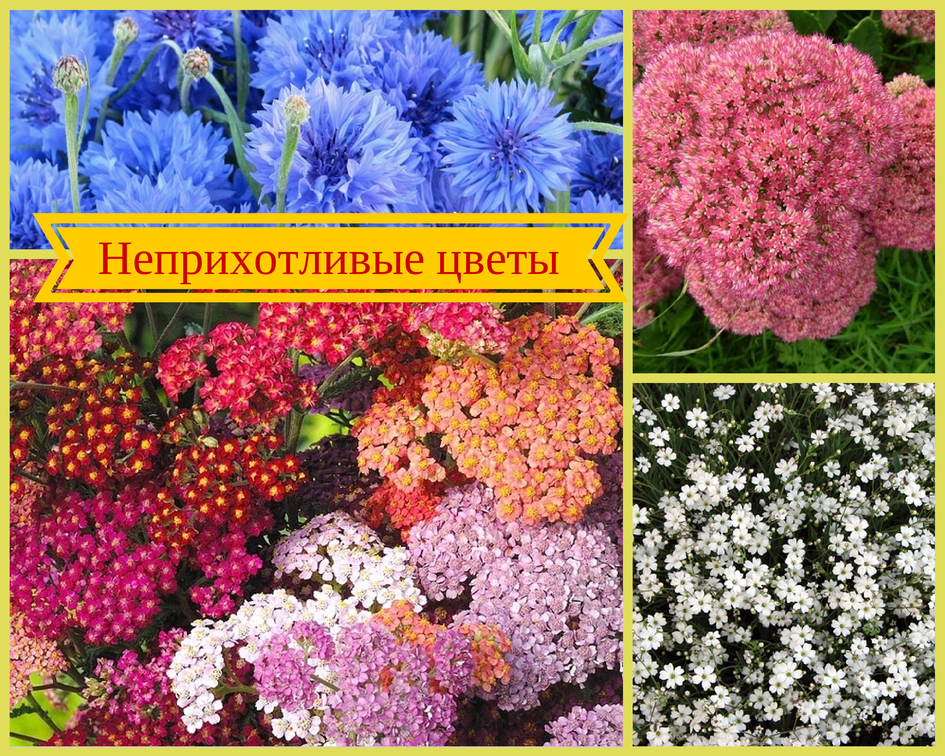 Многолетние садовые цветы неприхотливые с Многолетние садовые цветы неприхотливые с